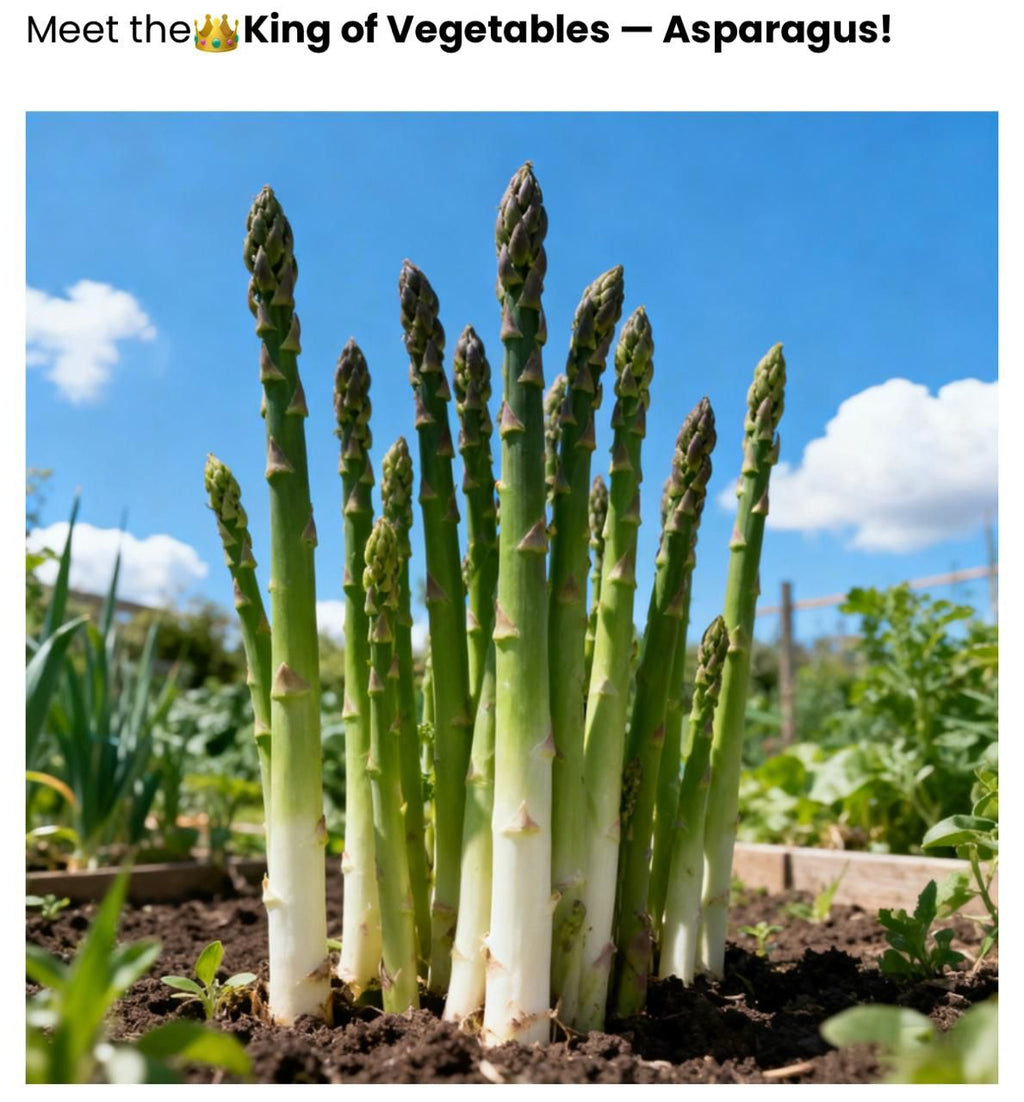 Premium Asparagus Seeds: Har Beej Mein Chhupa Hai Hariyali Ka Khazana! 💎🌱(Buy 1 Get 1 Free)