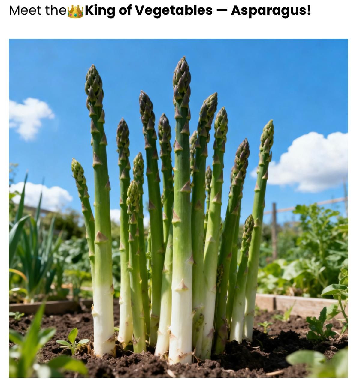 Premium Asparagus Seeds: Har Beej Mein Chhupa Hai Hariyali Ka Khazana! 💎🌱(Buy 1 Get 1 Free)