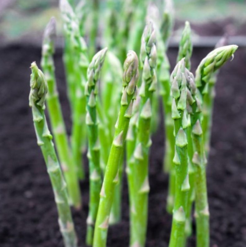 Premium Asparagus Seeds: Har Beej Mein Chhupa Hai Hariyali Ka Khazana! 💎🌱(Buy 1 Get 1 Free)