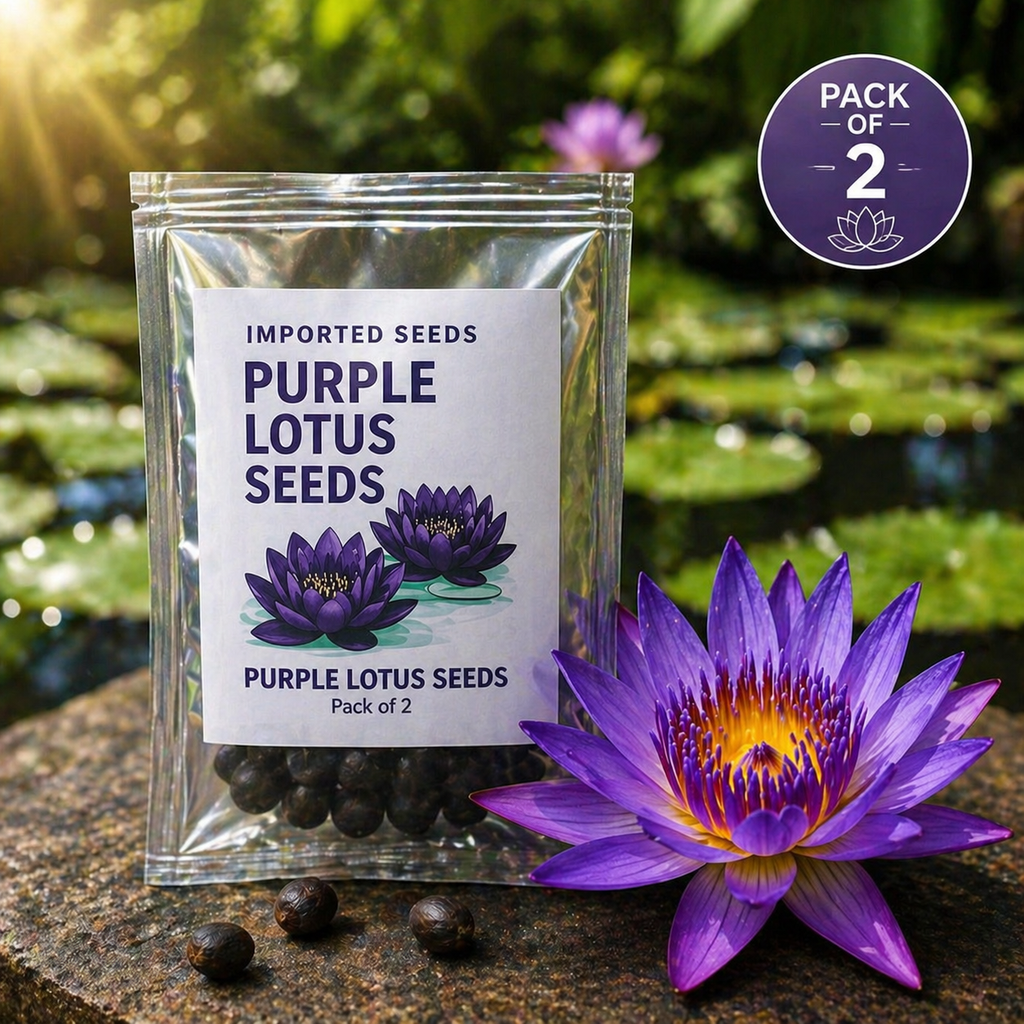 🌸 Rare Lotus Flower Seeds – Pack of 2