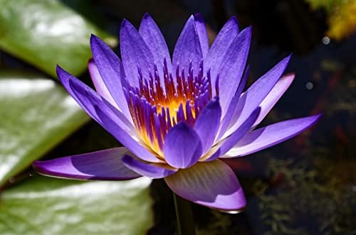 🌸 Rare Lotus Flower Seeds – Pack of 2